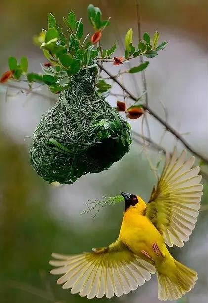 小鳥築巢怎麼辦 門口风水